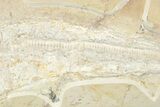 Cretaceous Lamniform Shark (Cretolamna) Fossil - Hjoula, Lebanon #237214-6